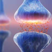 audifort ingredient 6